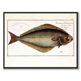 Halibut - Bloch