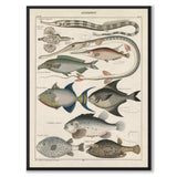 Oken Naturalia - Fisk