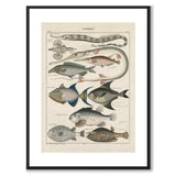 Oken Naturalia - Fisk