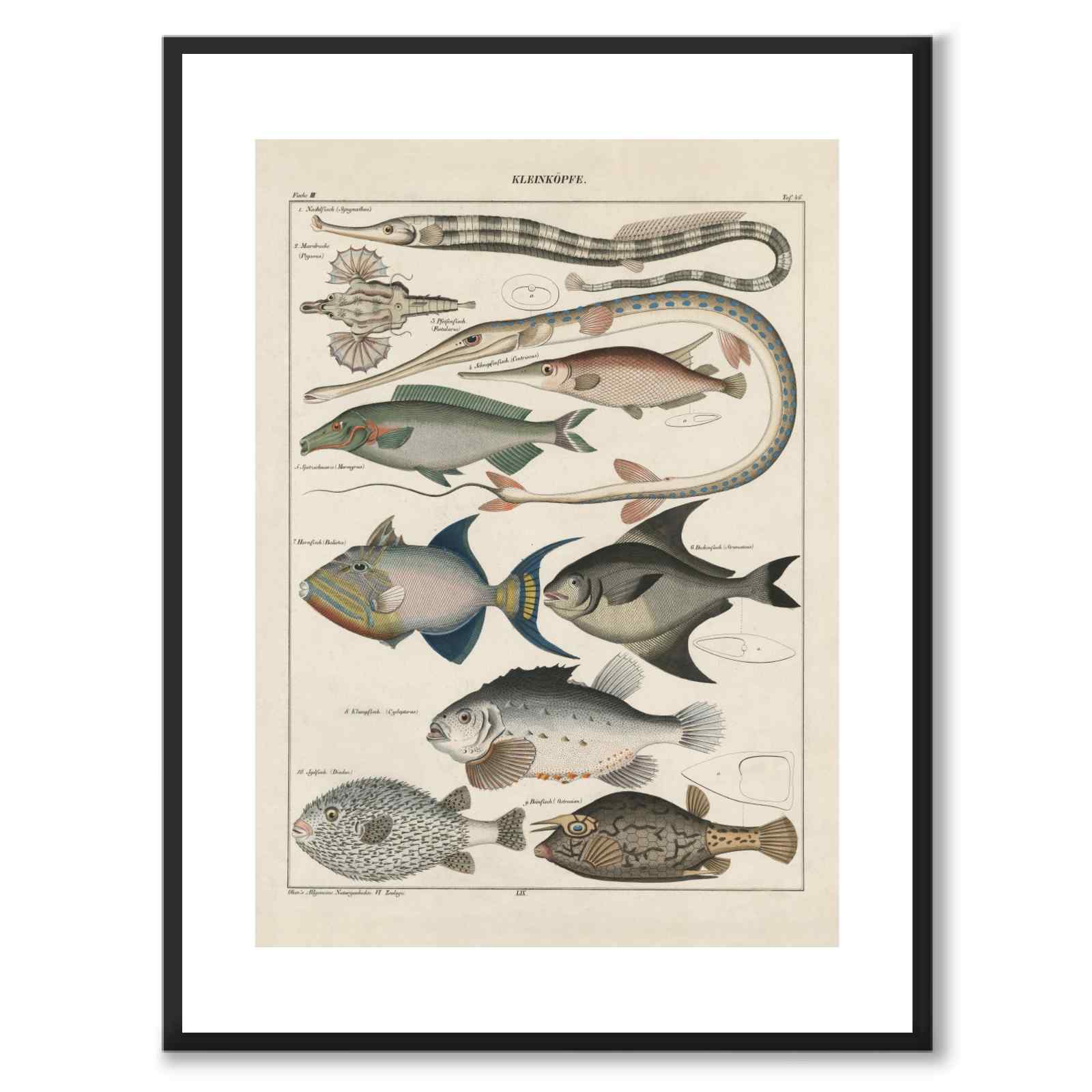 Oken Naturalia - Fisk