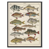 Oken Naturalia - Abbor