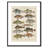 Oken Naturalia - Abbor