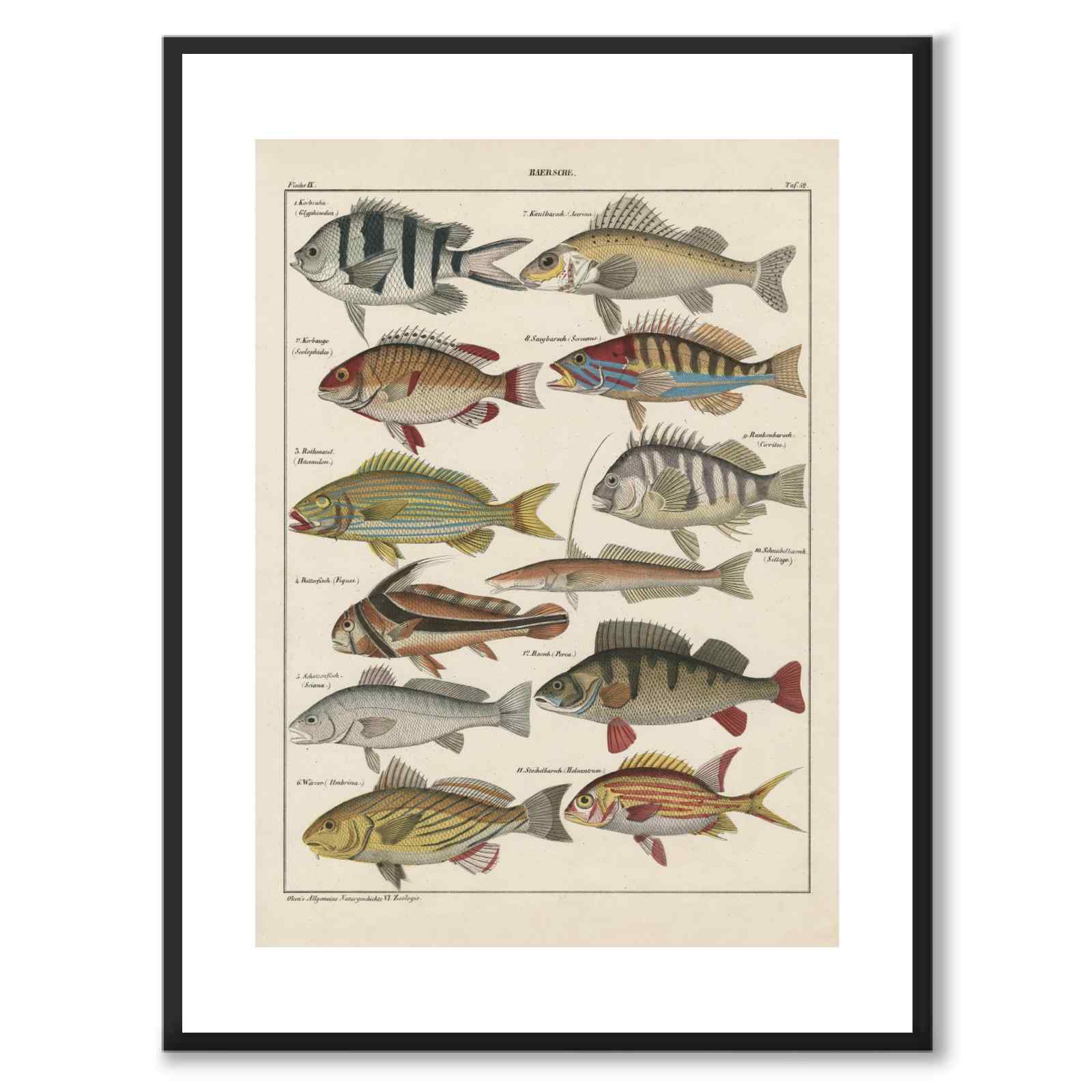 Oken Naturalia - Abbor