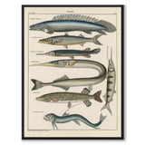 Oken Naturalia - Pikes