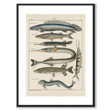 Oken Naturalia - Pikes