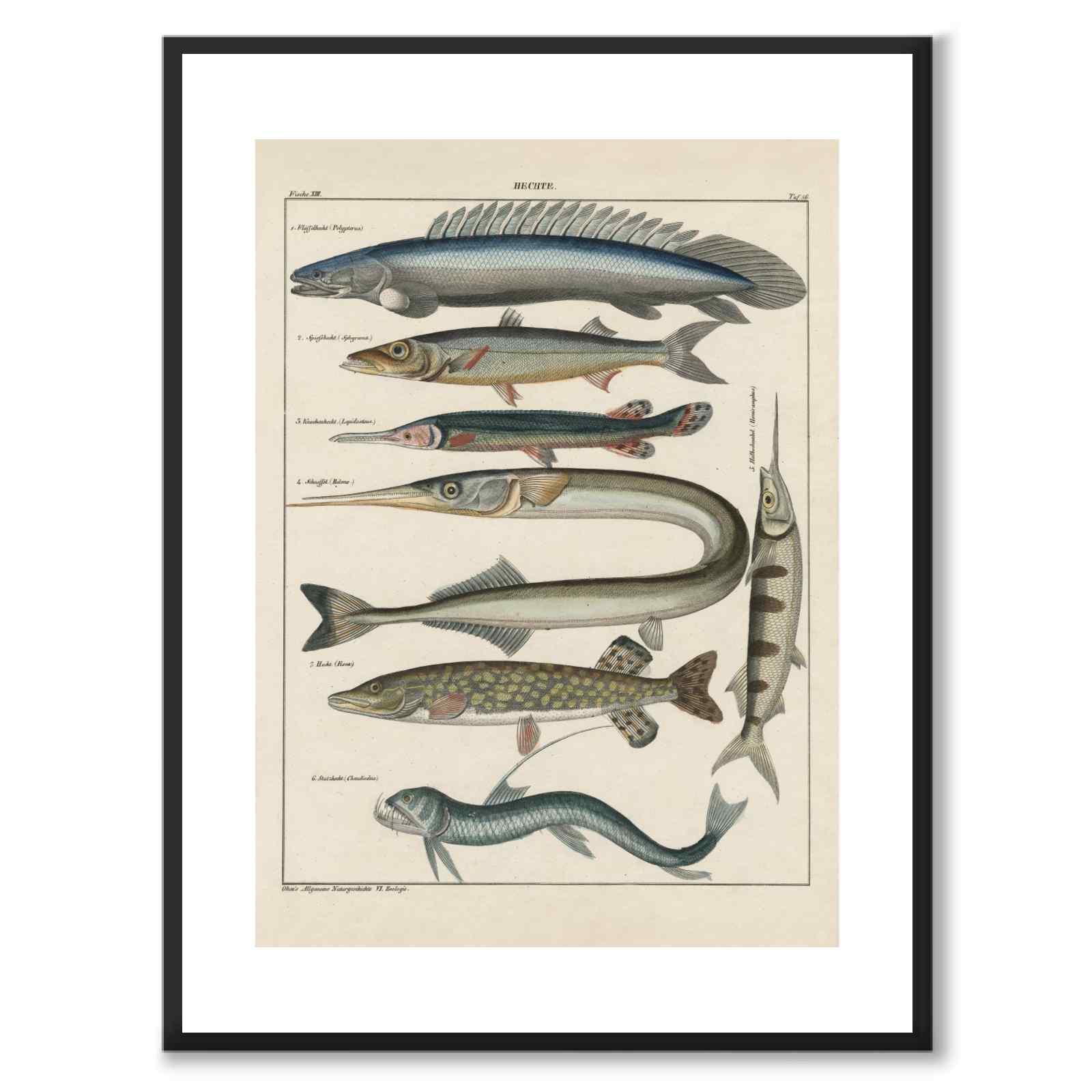 Oken Naturalia - Pikes