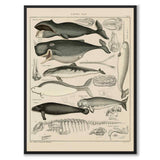 Oken Naturalia - Hvaler