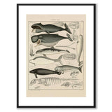 Oken Naturalia - Hvaler