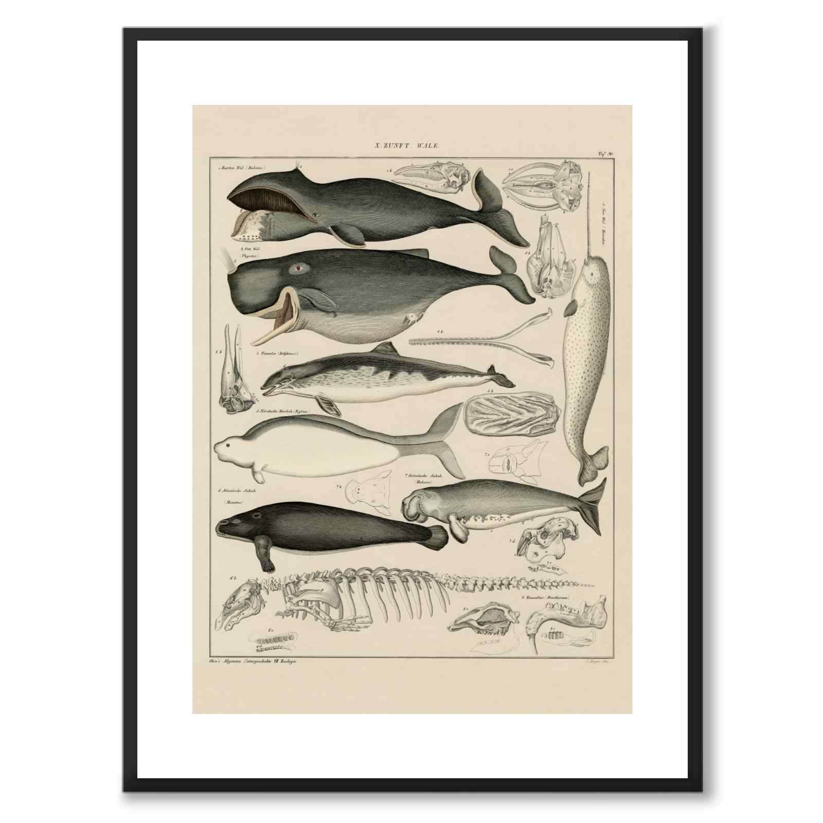 Oken Naturalia - Hvaler