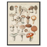 Oken Naturalia - Spiselige sopp