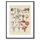 Oken Naturalia - Spiselige sopp