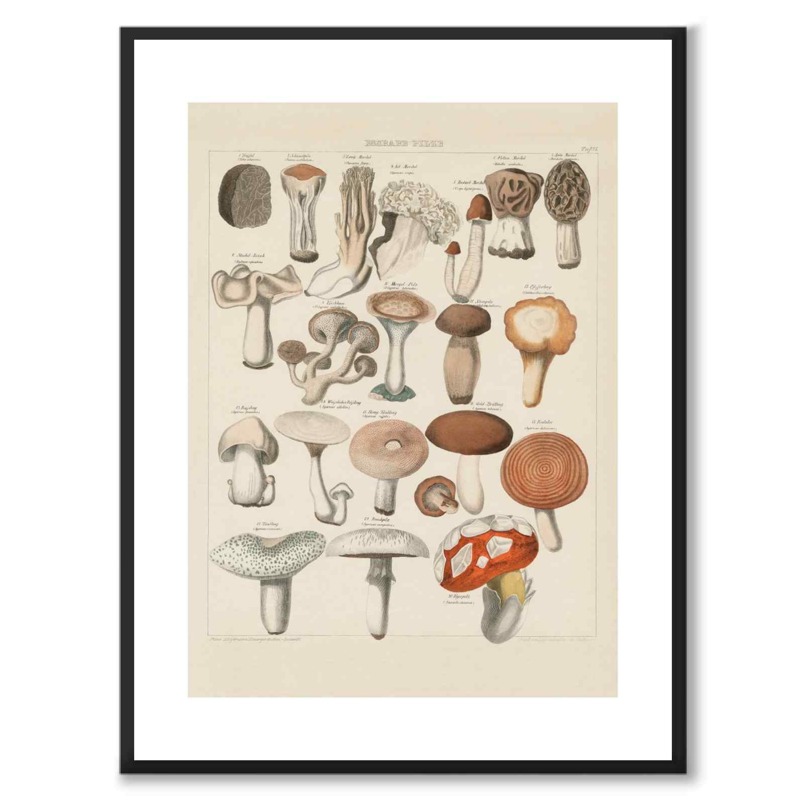 Oken Naturalia - Spiselige sopp