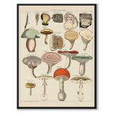 Oken Naturalia - Giftig sopp