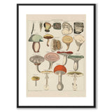 Oken Naturalia - Giftig sopp