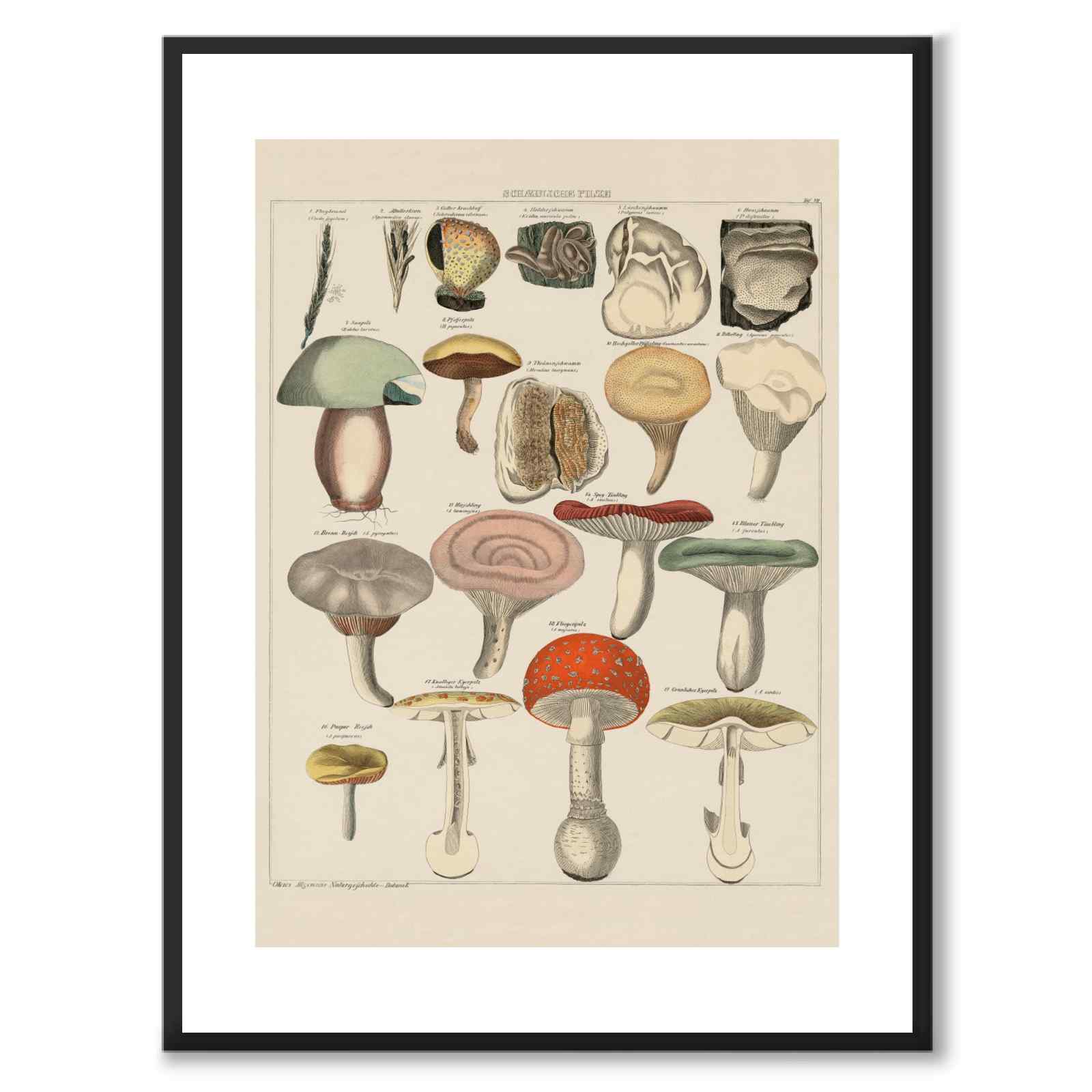 Oken Naturalia - Giftig sopp