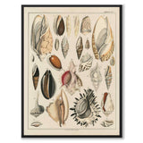 Oken Naturalia - Skjell