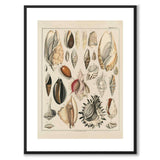 Oken Naturalia - Skjell