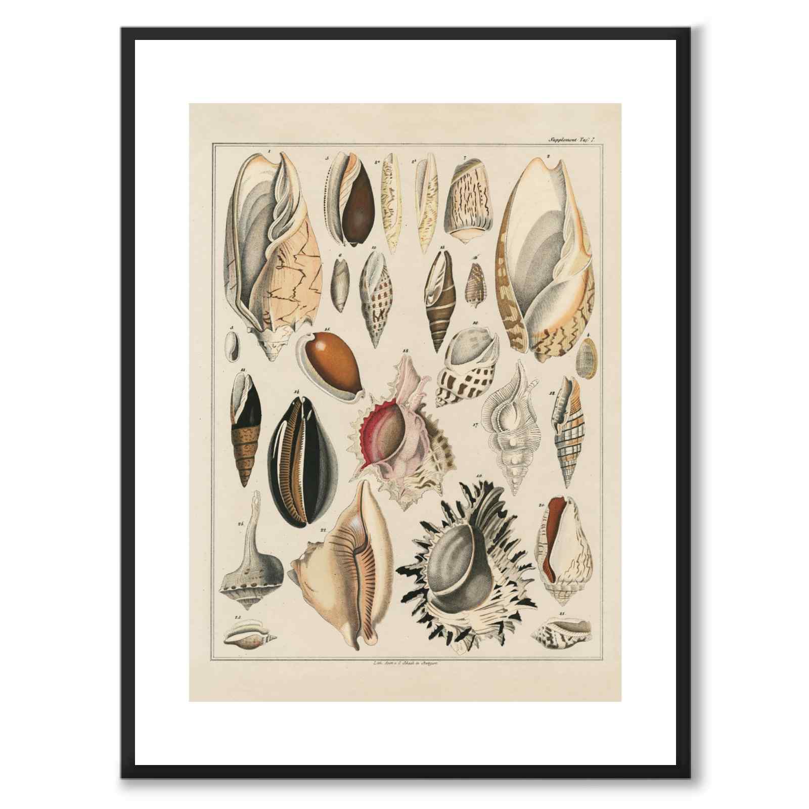 Oken Naturalia - Skjell