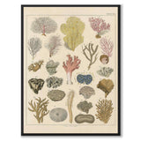 Oken Naturalia - Koraller