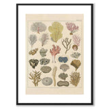 Oken Naturalia - Koraller