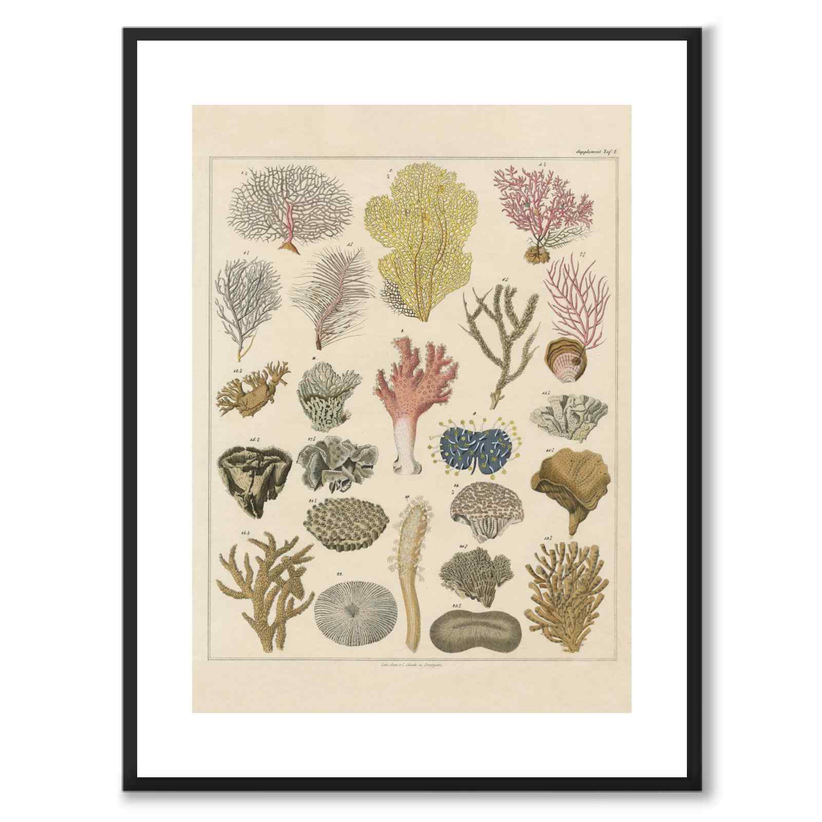 Oken Naturalia - Koraller