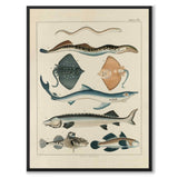 Oken Naturalia - Fisk