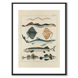 Oken Naturalia - Fisk