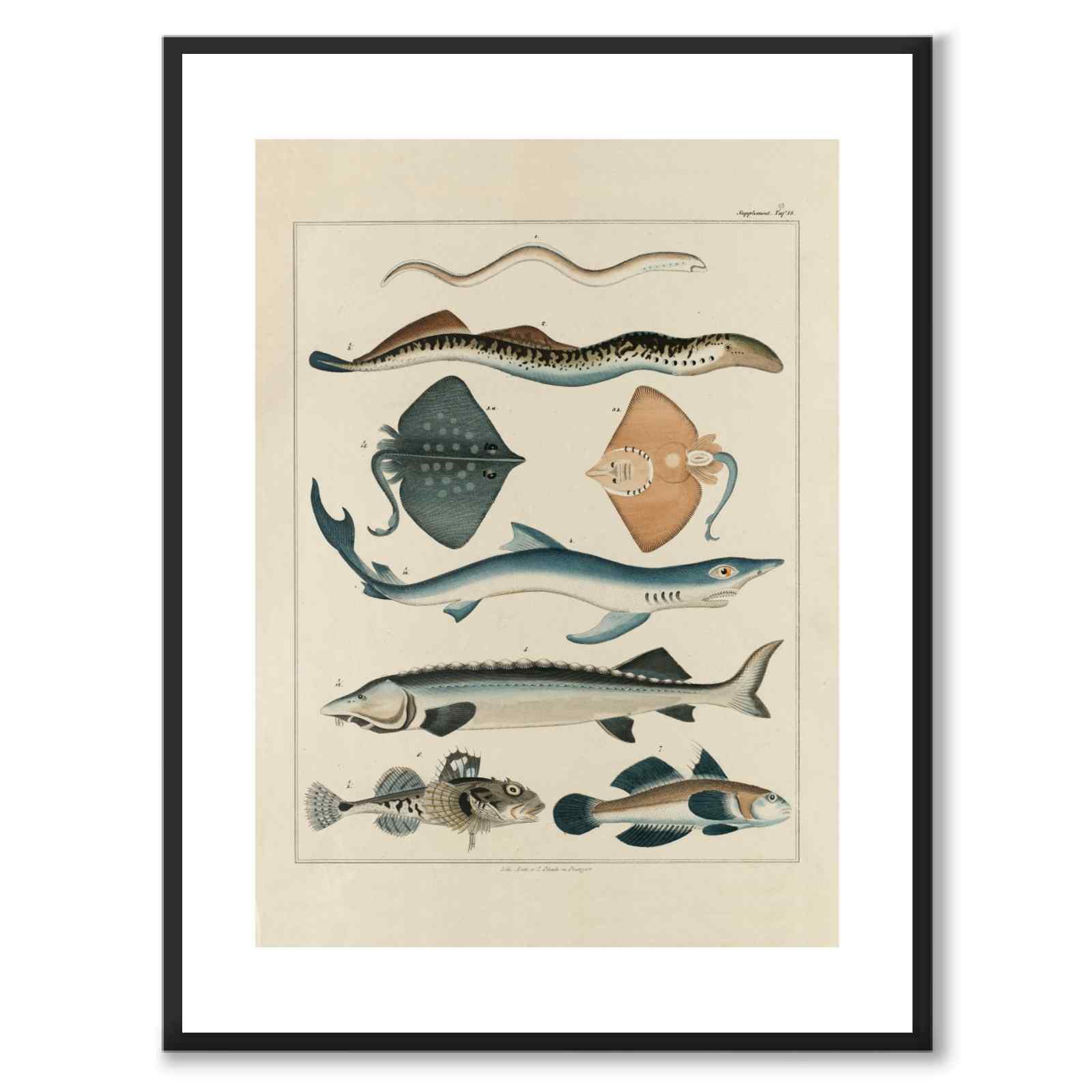 Oken Naturalia - Fisk