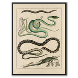 Oken Naturalia - Slanger og øgler