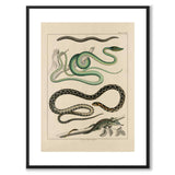 Oken Naturalia - Slanger og øgler