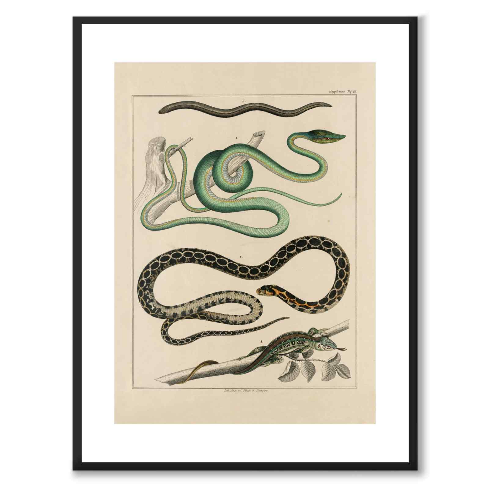 Oken Naturalia - Snakes and Lizards