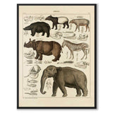 Oken Naturalia - Exotic animals