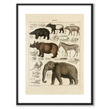 Oken Naturalia - Exotic animals