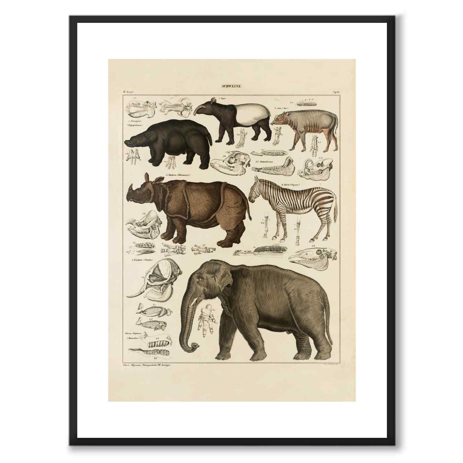 Oken Naturalia - Exotic animals