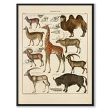 Oken Naturalia - Eksotiske dyr