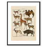 Oken Naturalia - Eksotiske dyr