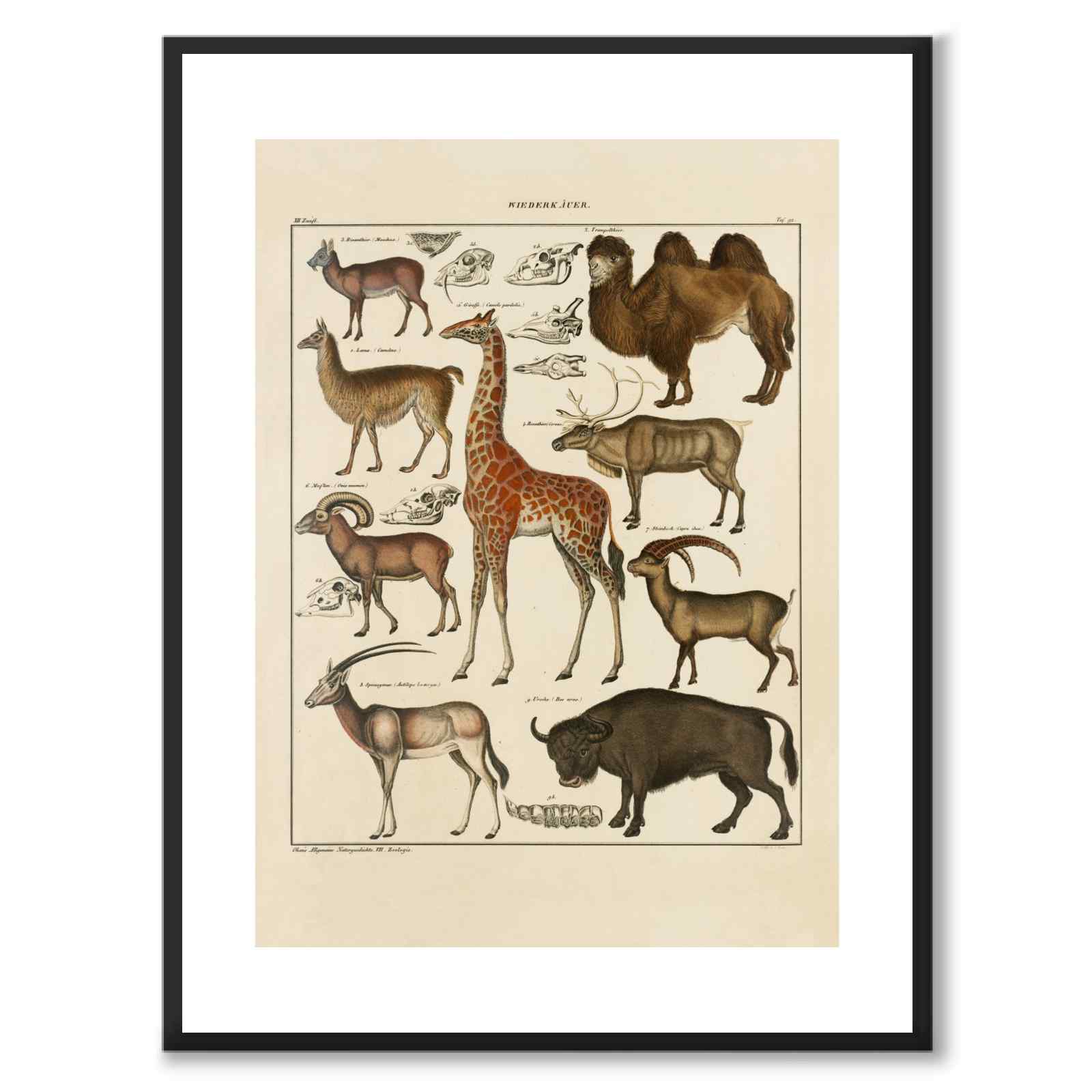 Oken Naturalia - Exotic animals