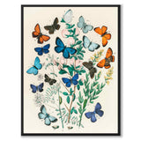 European Butterflies