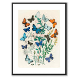 European Butterflies