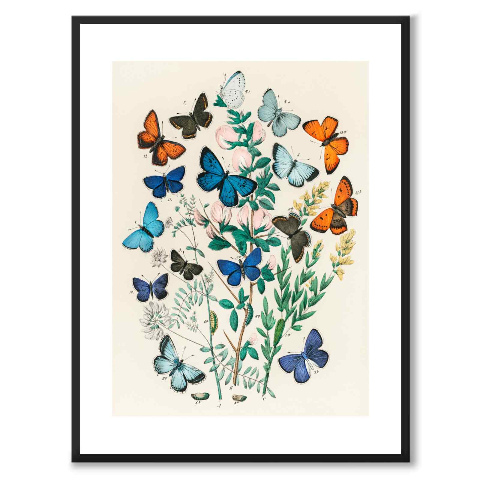 European Butterflies