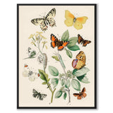 Europeiske sommerfugler