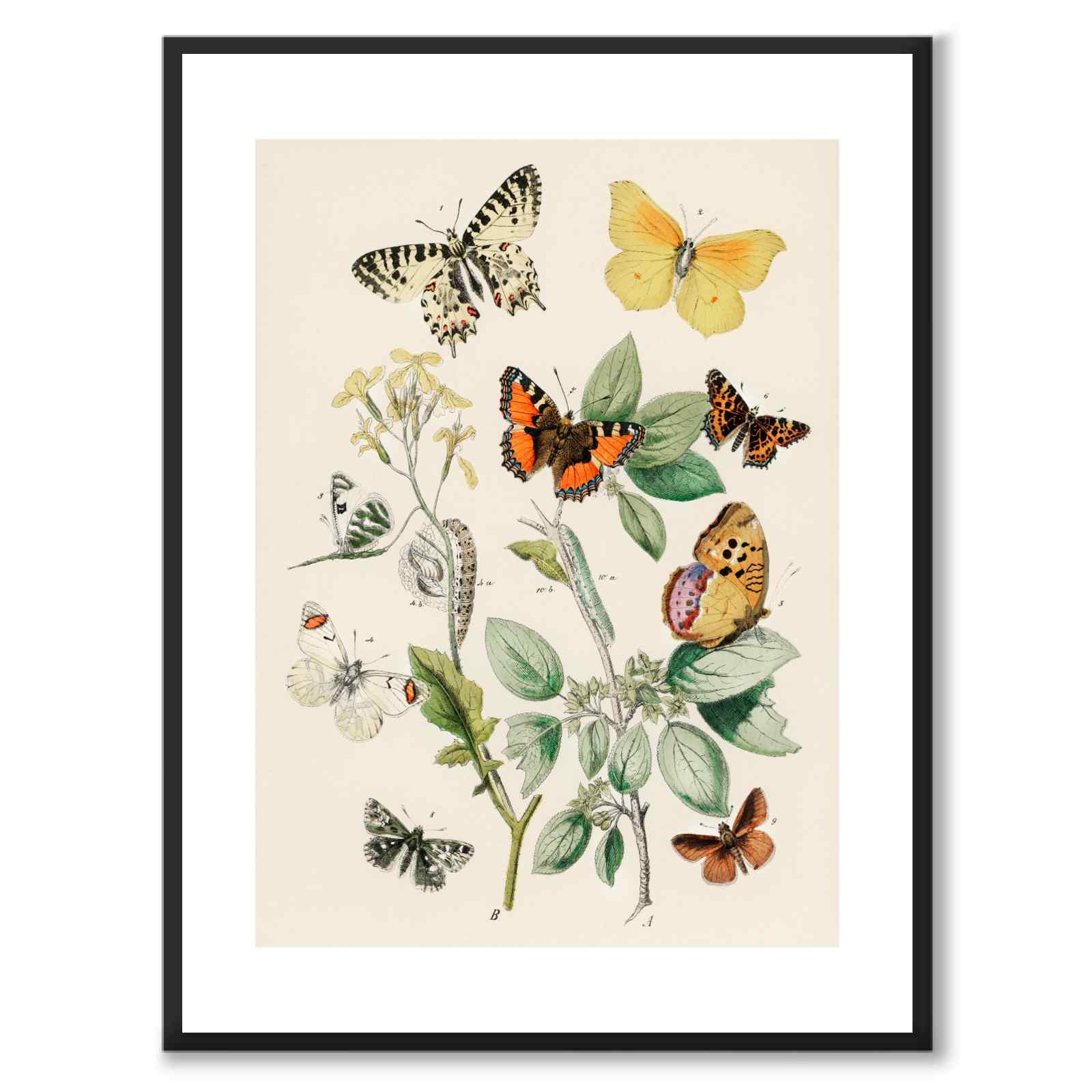 European Butterflies