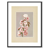 Cherry Blossom av Kazumasa Ogawa som japansk poster – med vit kant