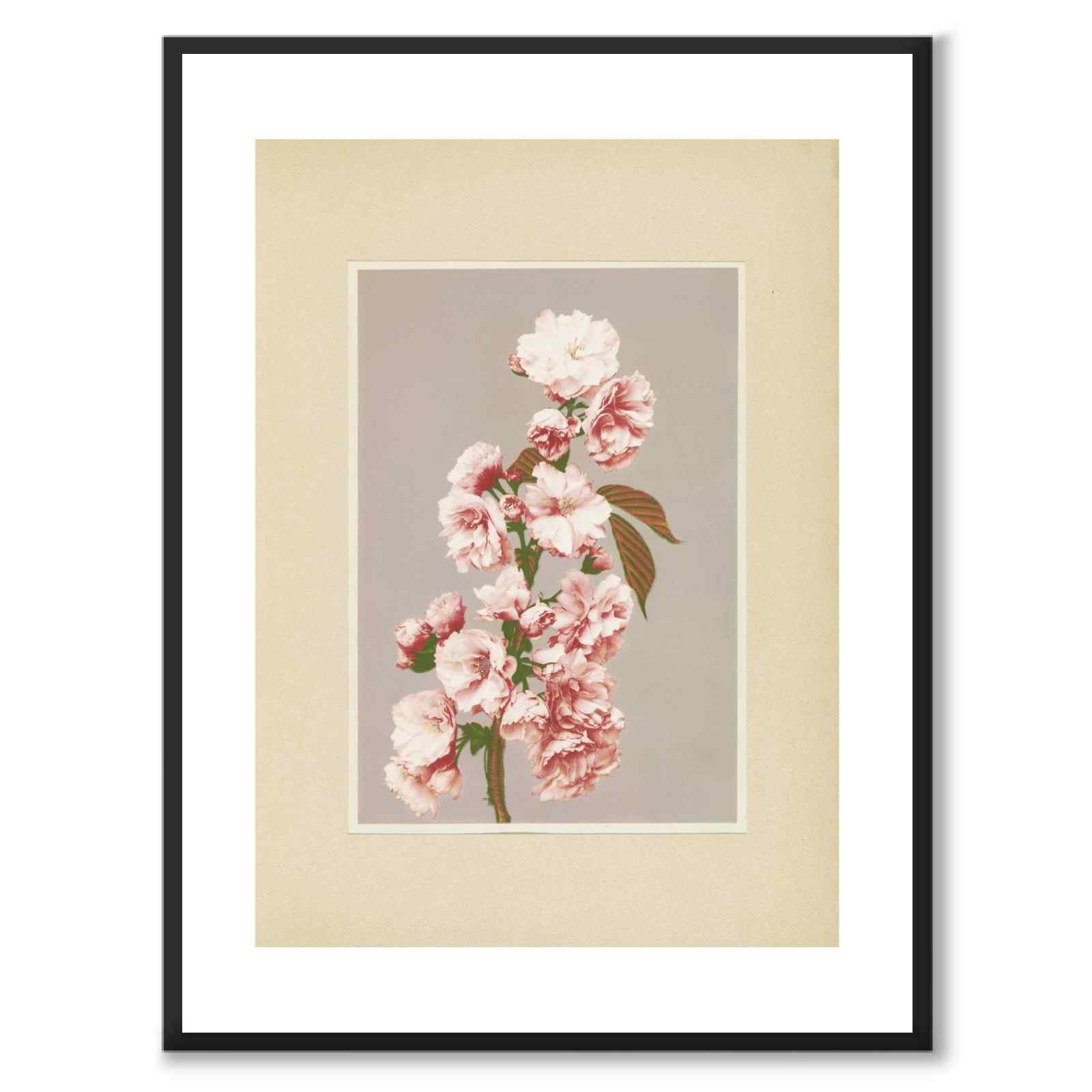 Cherry Blossom av Kazumasa Ogawa som japansk poster – med vit kant