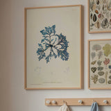 Oken Naturalia - Koraller