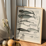 Oken Naturalia - Hvaler