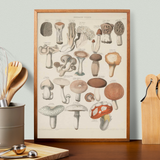 Oken Naturalia - Spiselige sopp