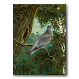 Stock Dove