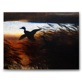 Sommernatt Ducks Lifting