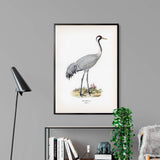 Common Crane